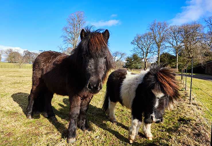 Some of the neighbours Some of the neighbours