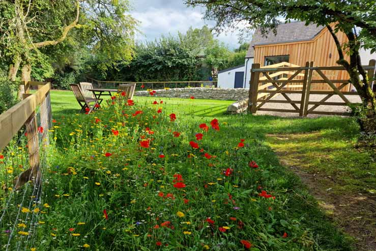 Wildflower garden Wildflower garden