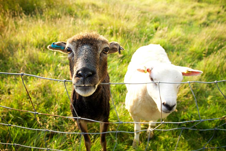 Local residents Local residents